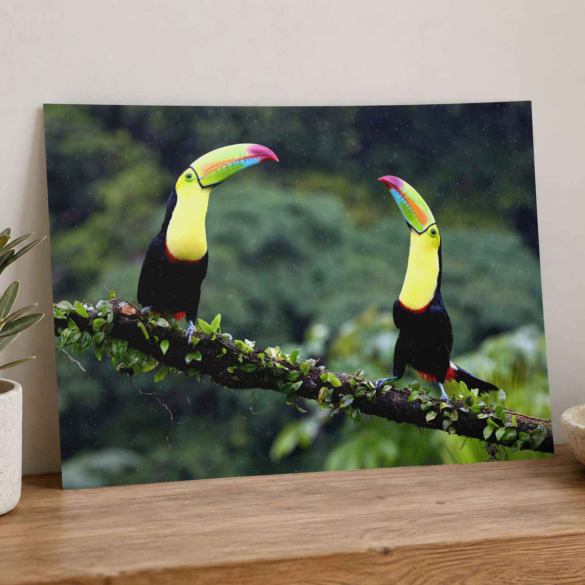 Two Toucans Sitting on Branch in Rain Photo Print (7 Sizes) - Crisp Detail