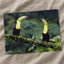 Two Toucans Sitting on Branch in Rain Photo Print (7 Sizes) - Crisp Detail