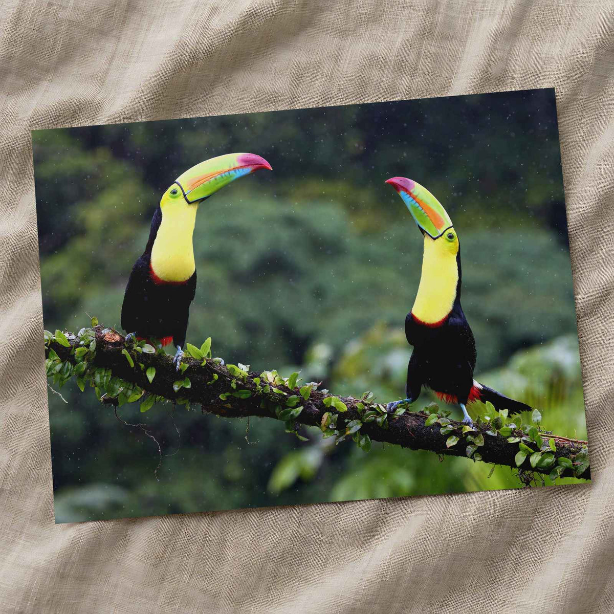 Two Toucans Sitting on Branch in Rain Photo Print (7 Sizes) - Crisp Detail