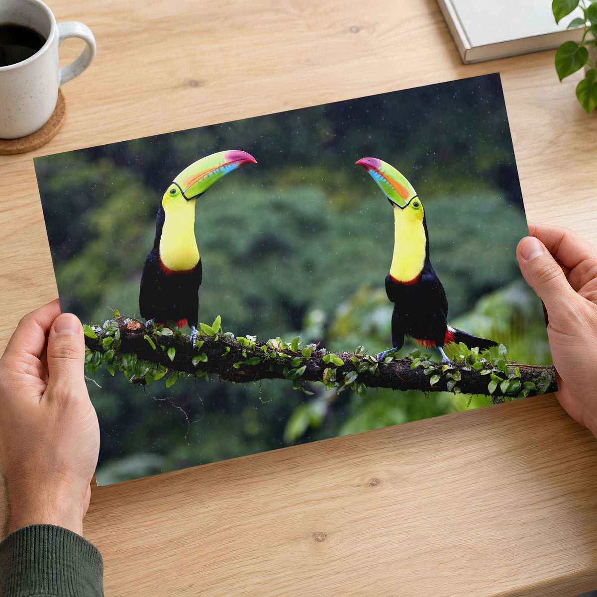 Two Toucans Sitting on Branch in Rain Photo Print (7 Sizes) - Crisp Detail