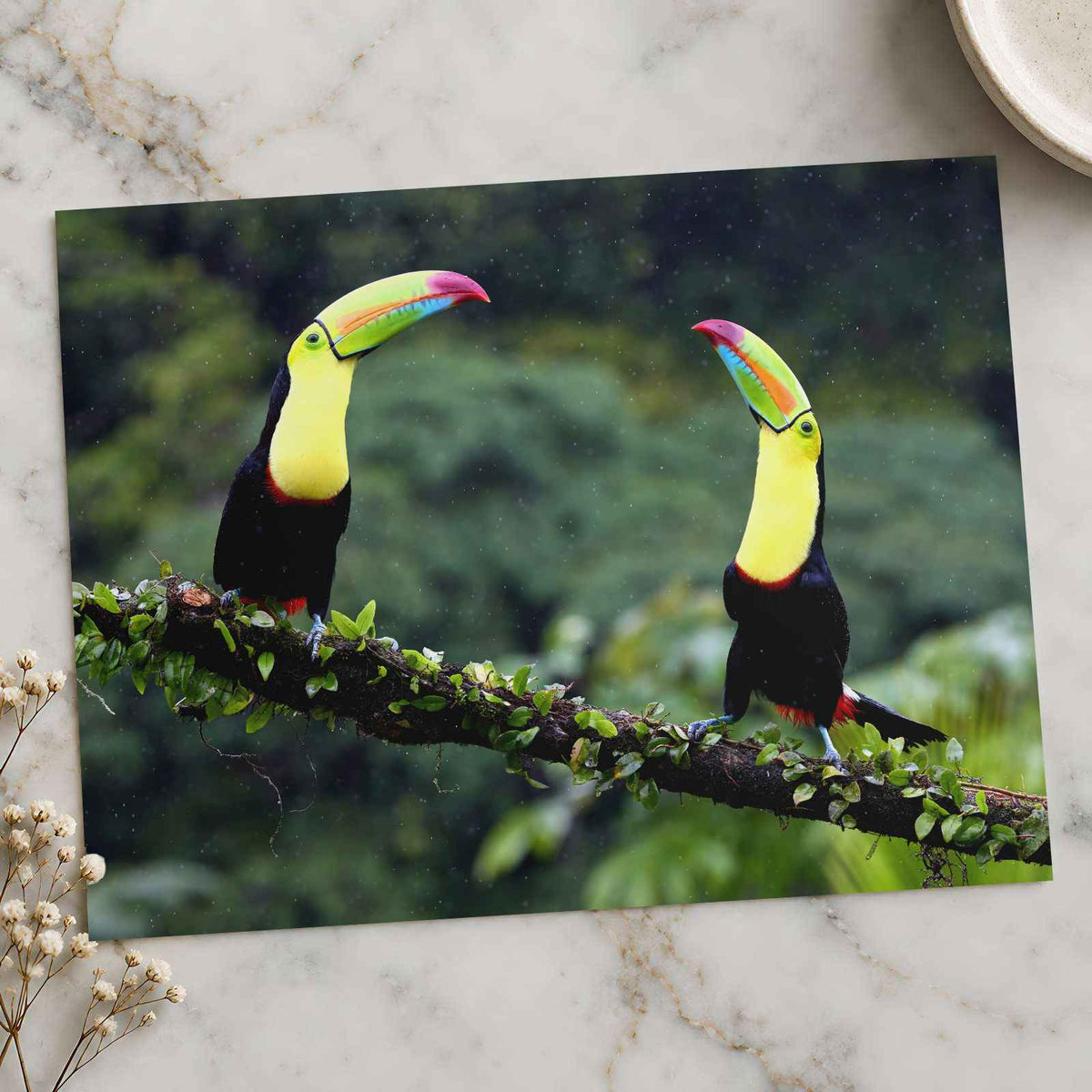 Two Toucans Sitting on Branch in Rain by Zdeněk Macháček Photo Print Wall Decor