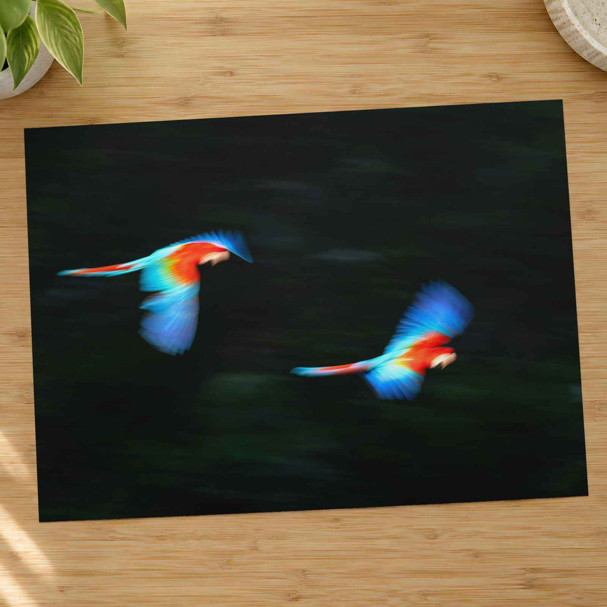 Two Colorful Macaws Flying Through the Jungle Photo Wall Art (7 Sizes)