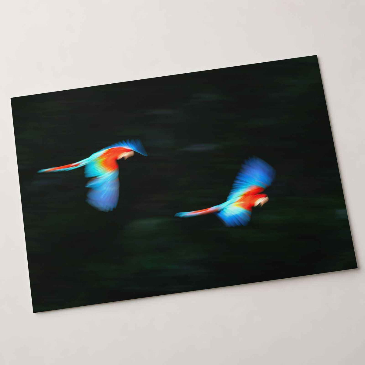 Two Colorful Macaws Flying Through the Jungle Photo Wall Art (7 Sizes)