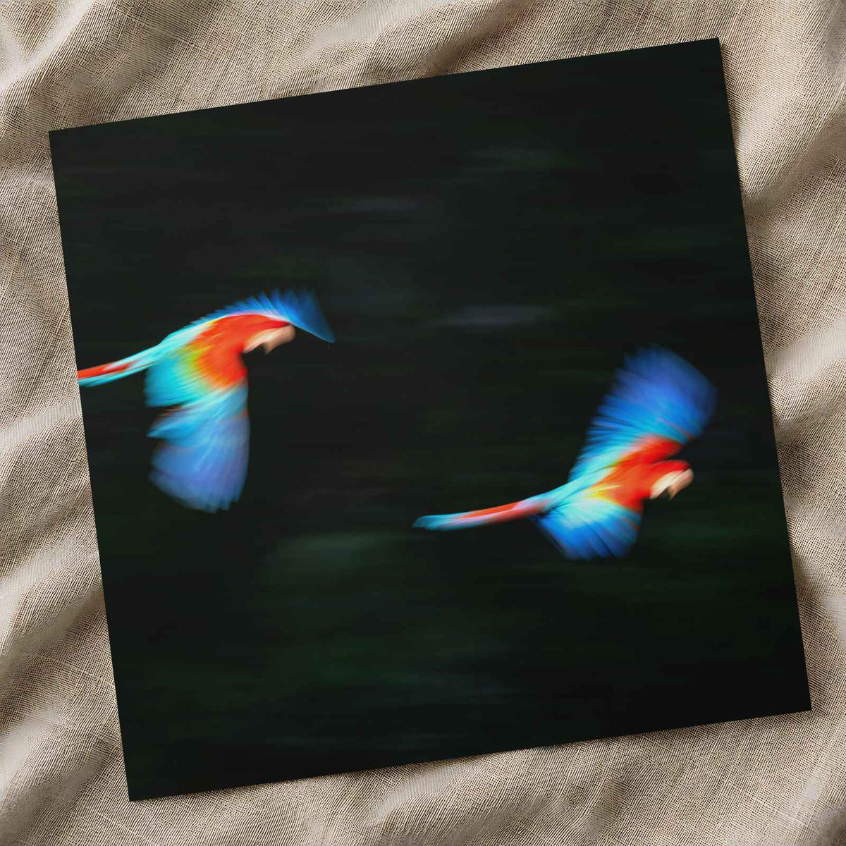 Two Colorful Macaws Flying Through the Jungle Photo Wall Art (7 Sizes)