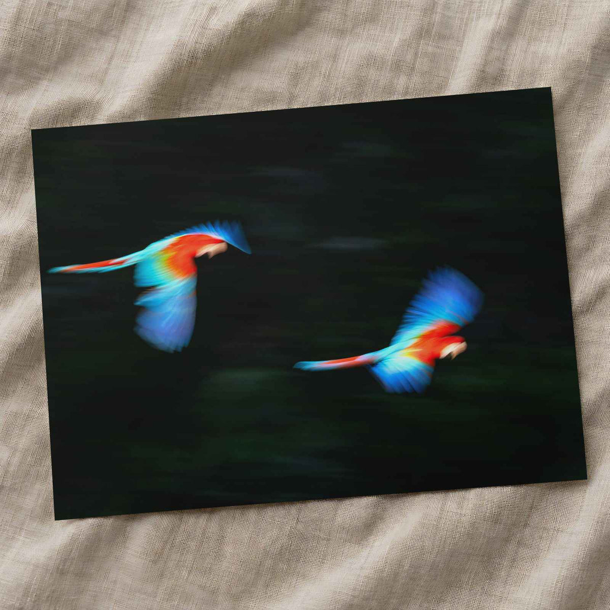 Two Colorful Macaws Flying Through the Jungle by Zdeněk Macháček Photo Print Wall Decor
