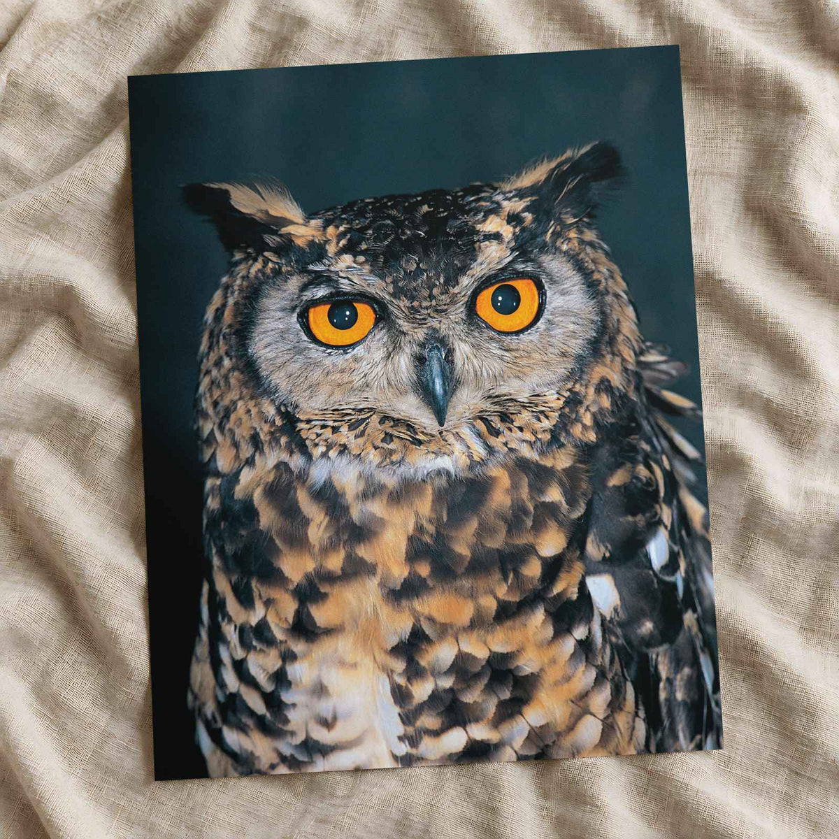 Close Up of Owl with Orange Eyes Photo Print (7 Sizes) - Frameable