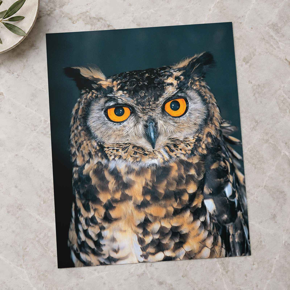 Close Up of Owl with Orange Eyes Photo Print (7 Sizes) - Frameable
