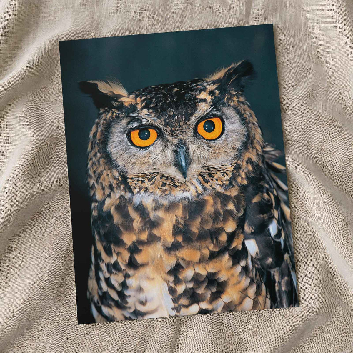 Close Up of Owl with Orange Eyes Photo Print Wall Decor