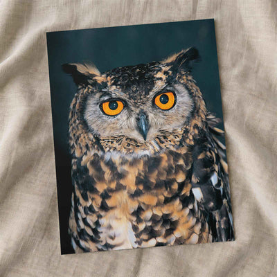 Close Up of Owl with Orange Eyes Photo Print Wall Decor