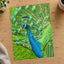 Peacock Photo Print (7 Sizes) - High Quality