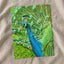 Peacock Photo Print (7 Sizes) - High Quality