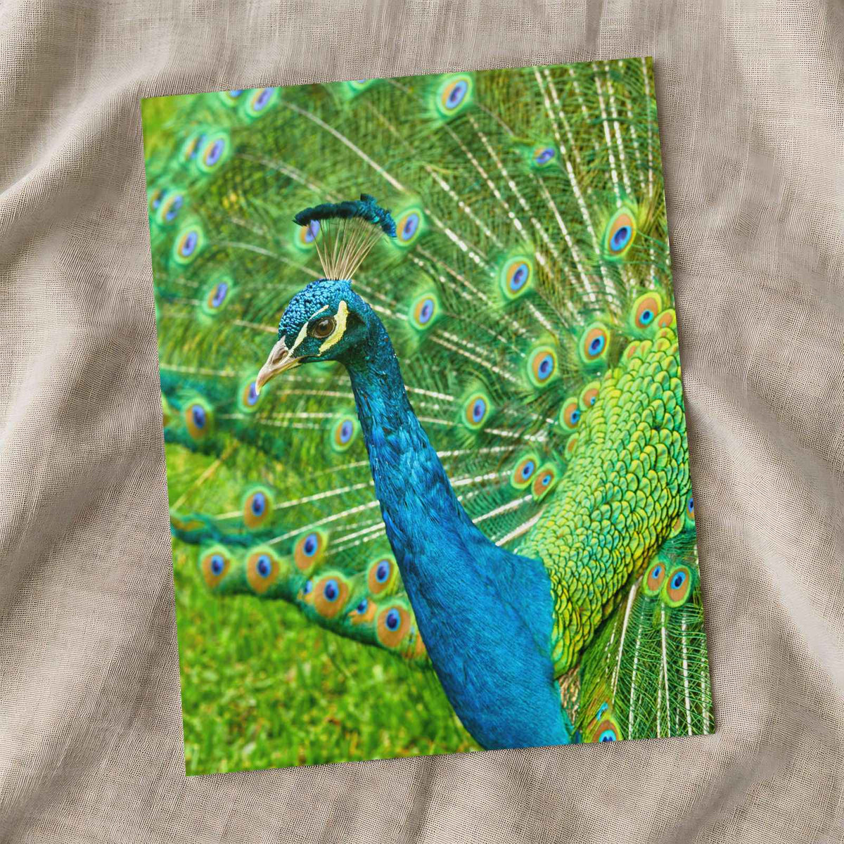 Peacock Photo Print (7 Sizes) - High Quality
