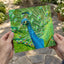 Peacock Photo Print (7 Sizes) - High Quality