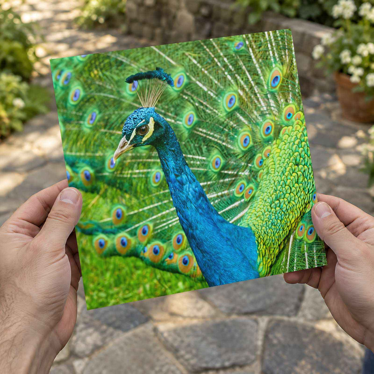 Peacock Photo Print (7 Sizes) - High Quality