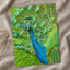 Peacock Photo Print (7 Sizes) - High Quality