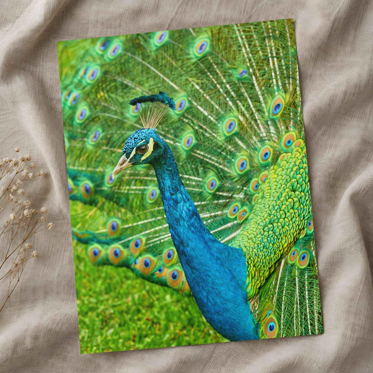 Peacock Photo Print (7 Sizes) - High Quality