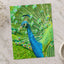 Peacock by Zdeněk Macháček Photo Print Wall Decor