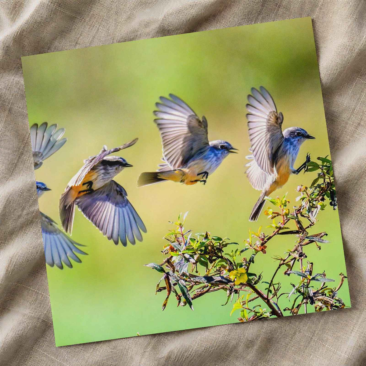 Multiple Exposure Vermillion Flycatcher Photo Wall Art (5 Sizes) - High Quality