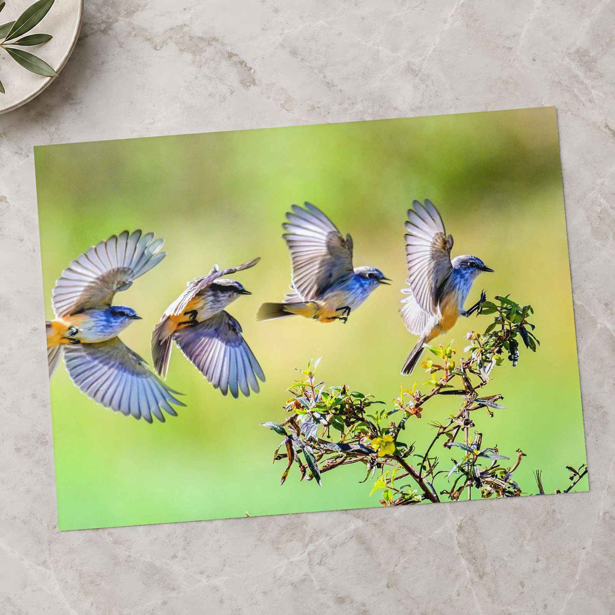 Multiple Exposure Vermillion Flycatcher Photo Wall Art (5 Sizes) - High Quality