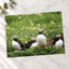 Puffins Standing on Top of Lush Green Field Photo Wall Print (7 Sizes)