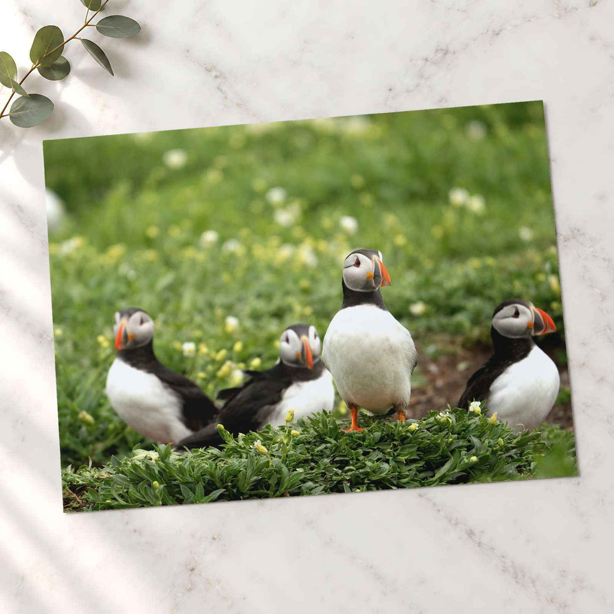 Puffins Standing on Top of Lush Green Field Photo Wall Print (7 Sizes)