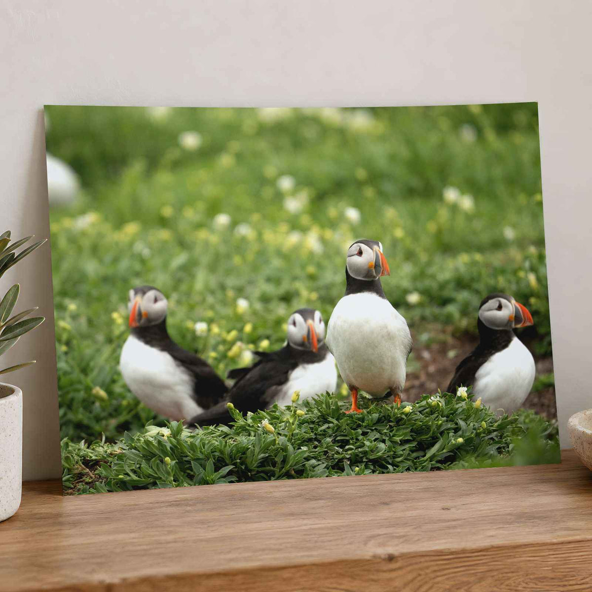 Puffins Standing on Top of Lush Green Field Photo Wall Print (7 Sizes)