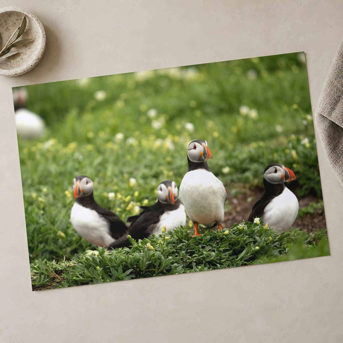 Puffins Standing on Top of Lush Green Field Photo Wall Print (7 Sizes)