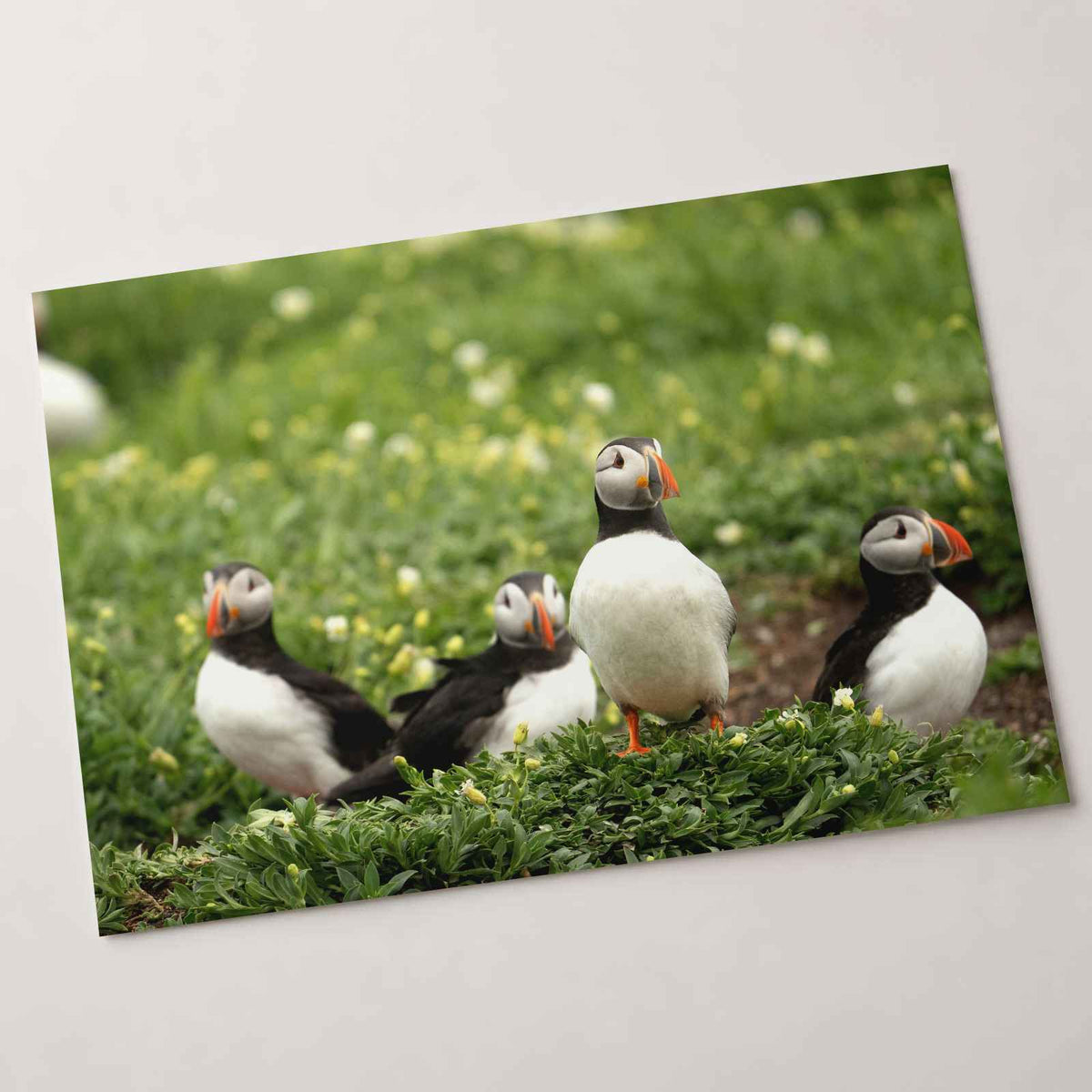 Puffins Standing on Top of Lush Green Field Photo Wall Print (7 Sizes)