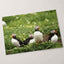 Puffins Standing on Top of Lush Green Field Photo Wall Print (7 Sizes)