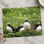Puffins Standing on Top of Lush Green Field Photo Wall Print (7 Sizes)
