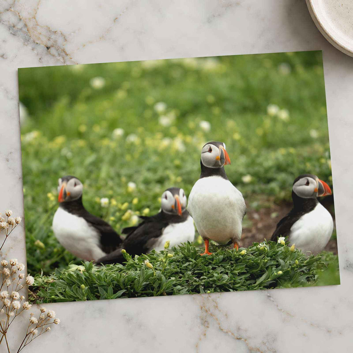 Puffins Standing on Top of Lush Green Field Photo Wall Print (7 Sizes)