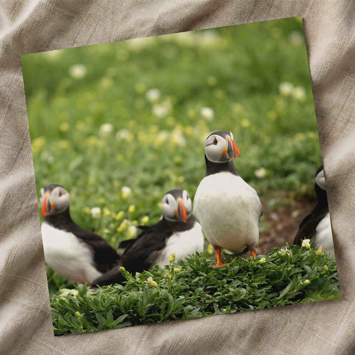 Puffins Standing on Top of Lush Green Field Photo Wall Print (7 Sizes)