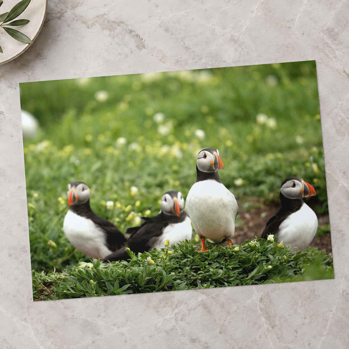 Puffins Standing on Top of Lush Green Field Photo Wall Print (7 Sizes)