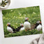 Puffins Standing on Top of Lush Green Field by Jonny Gios Photo Print Wall Decor