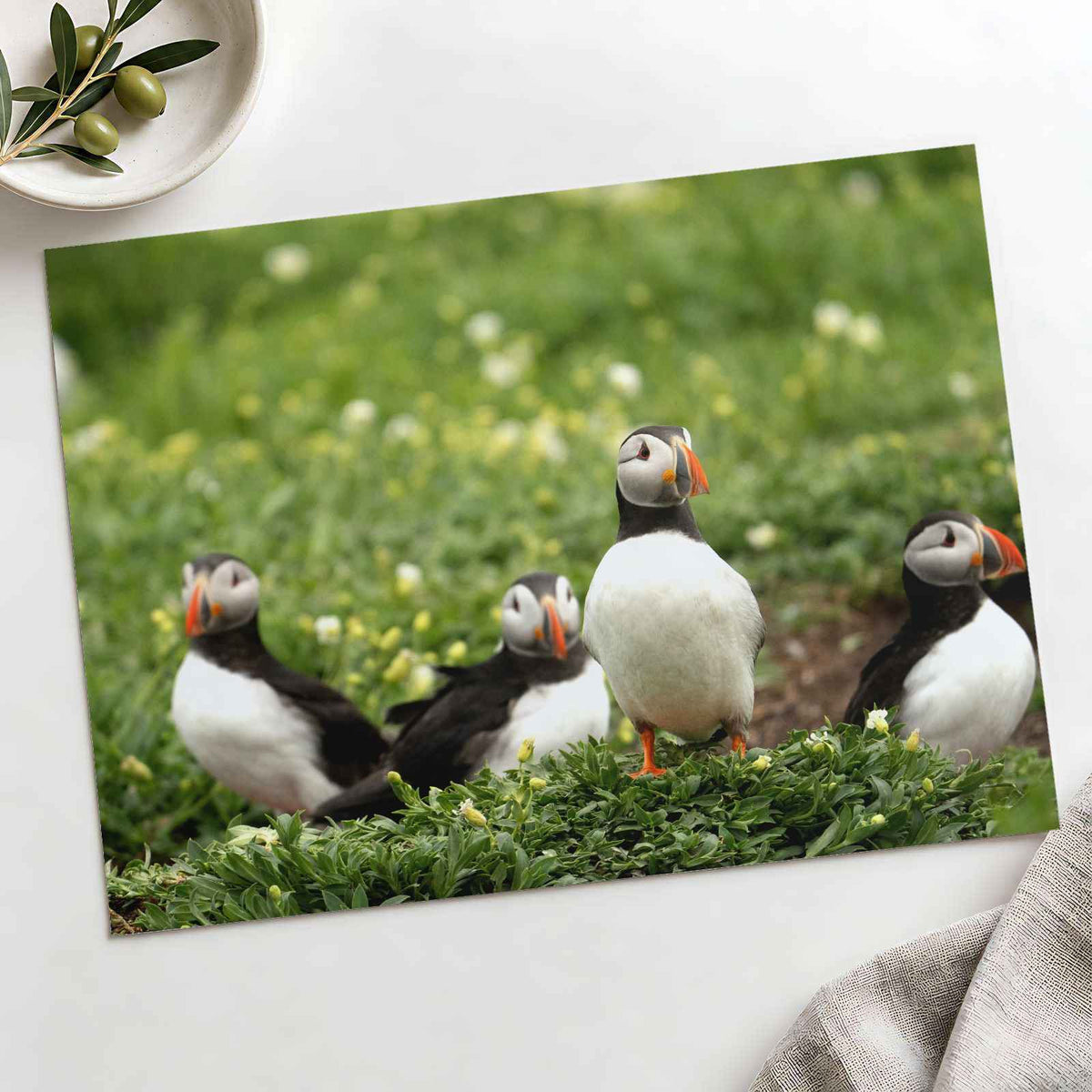 Puffins Standing on Top of Lush Green Field by Jonny Gios Photo Print Wall Decor