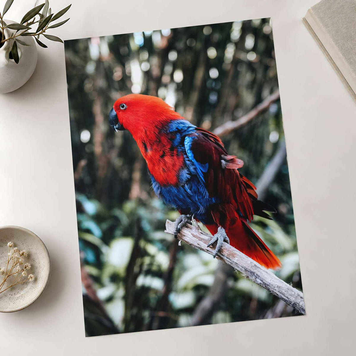 Red and Blue Parrot Perched on Branch Bali Photo Wall Art (7 Sizes) - Frameable
