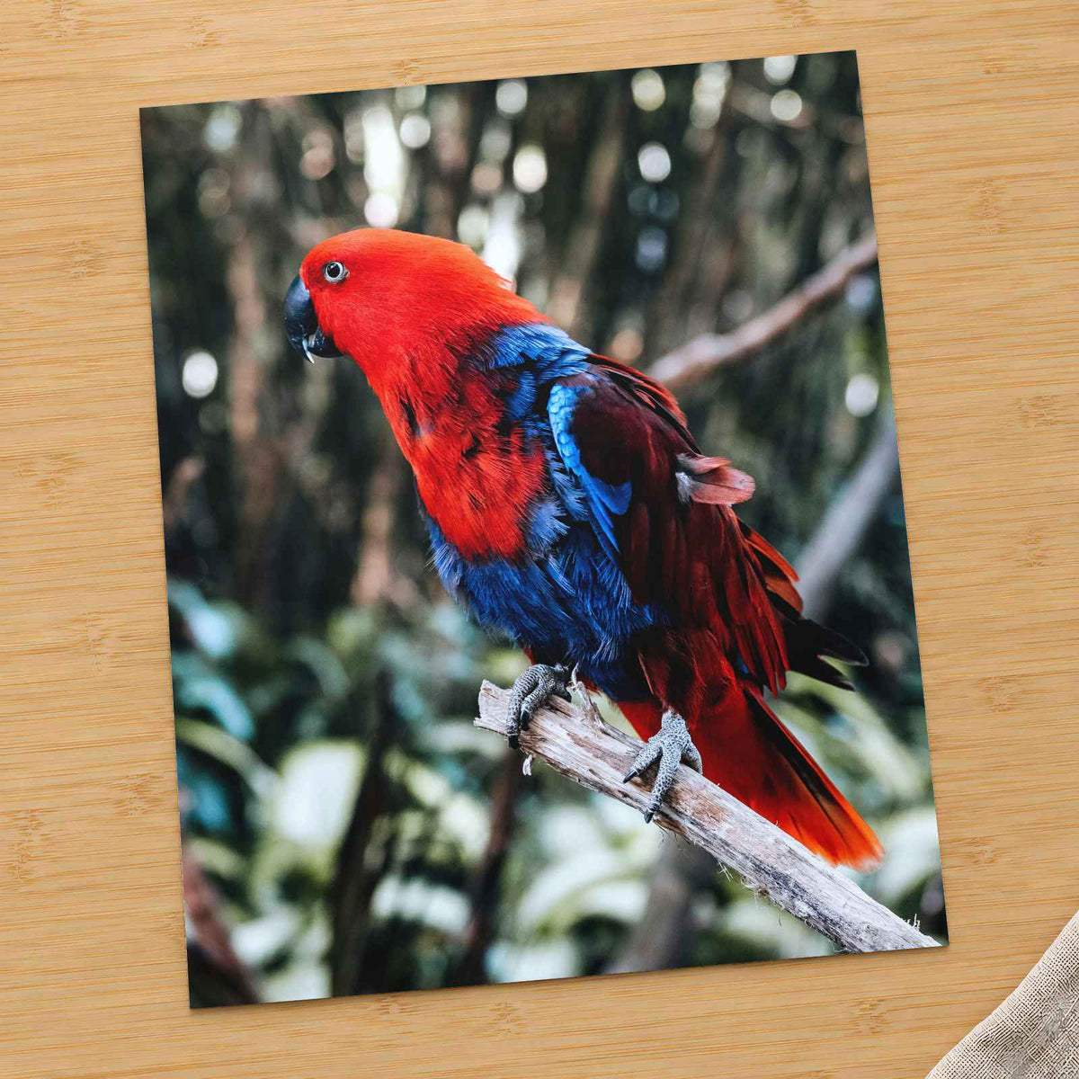 Red and Blue Parrot Perched on Branch Bali Photo Wall Art (7 Sizes) - Frameable