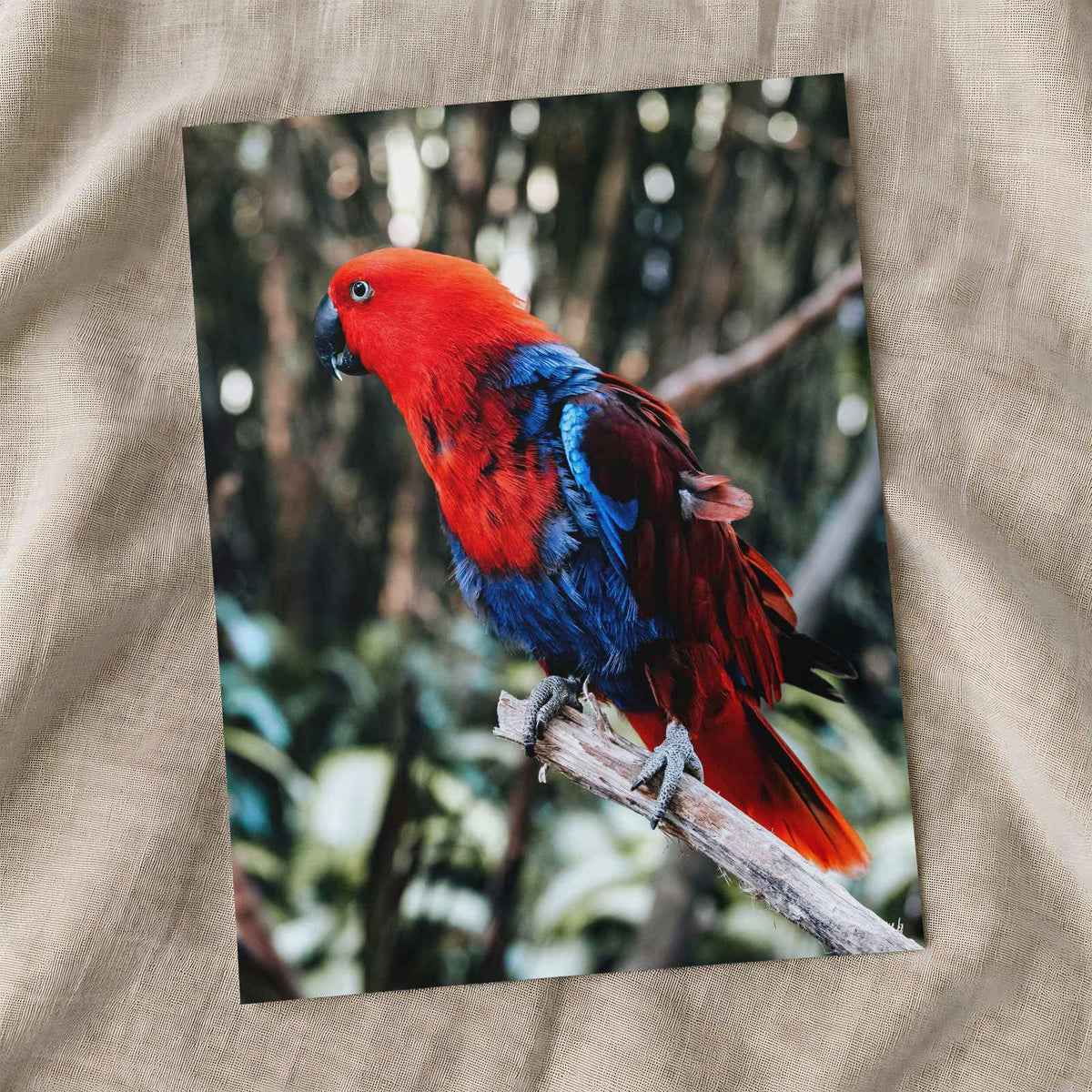 Red and Blue Parrot Perched on Branch by Georgi Kalaydzhiev Photo Print Wall Decor