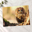 Tawny Owl Sitting on Branch Photo Wall Print (7 Sizes) - Frameable