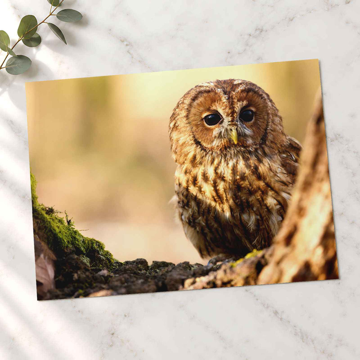 Tawny Owl Sitting on Branch Photo Wall Print (7 Sizes) - Frameable