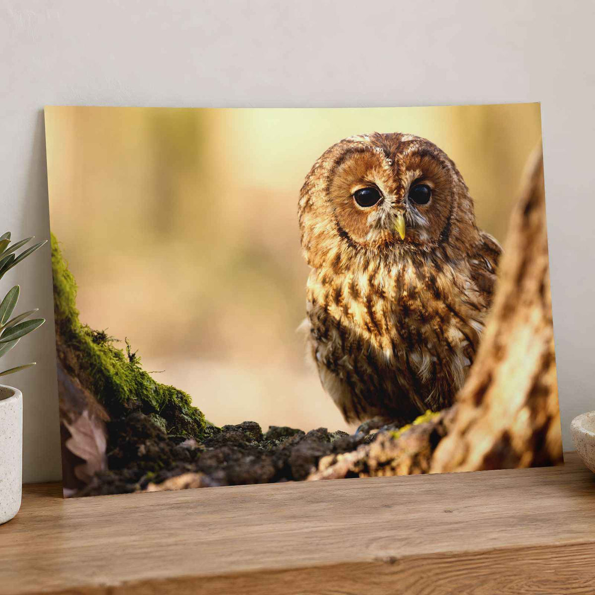 Tawny Owl Sitting on Branch Photo Wall Print (7 Sizes) - Frameable