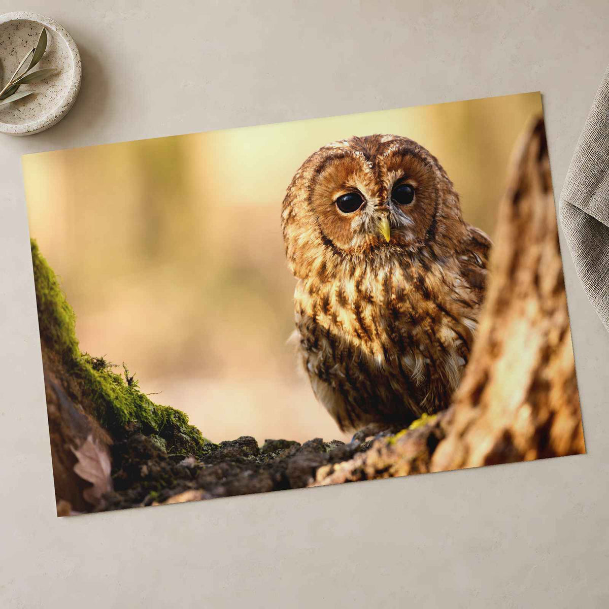 Tawny Owl Sitting on Branch Photo Wall Print (7 Sizes) - Frameable