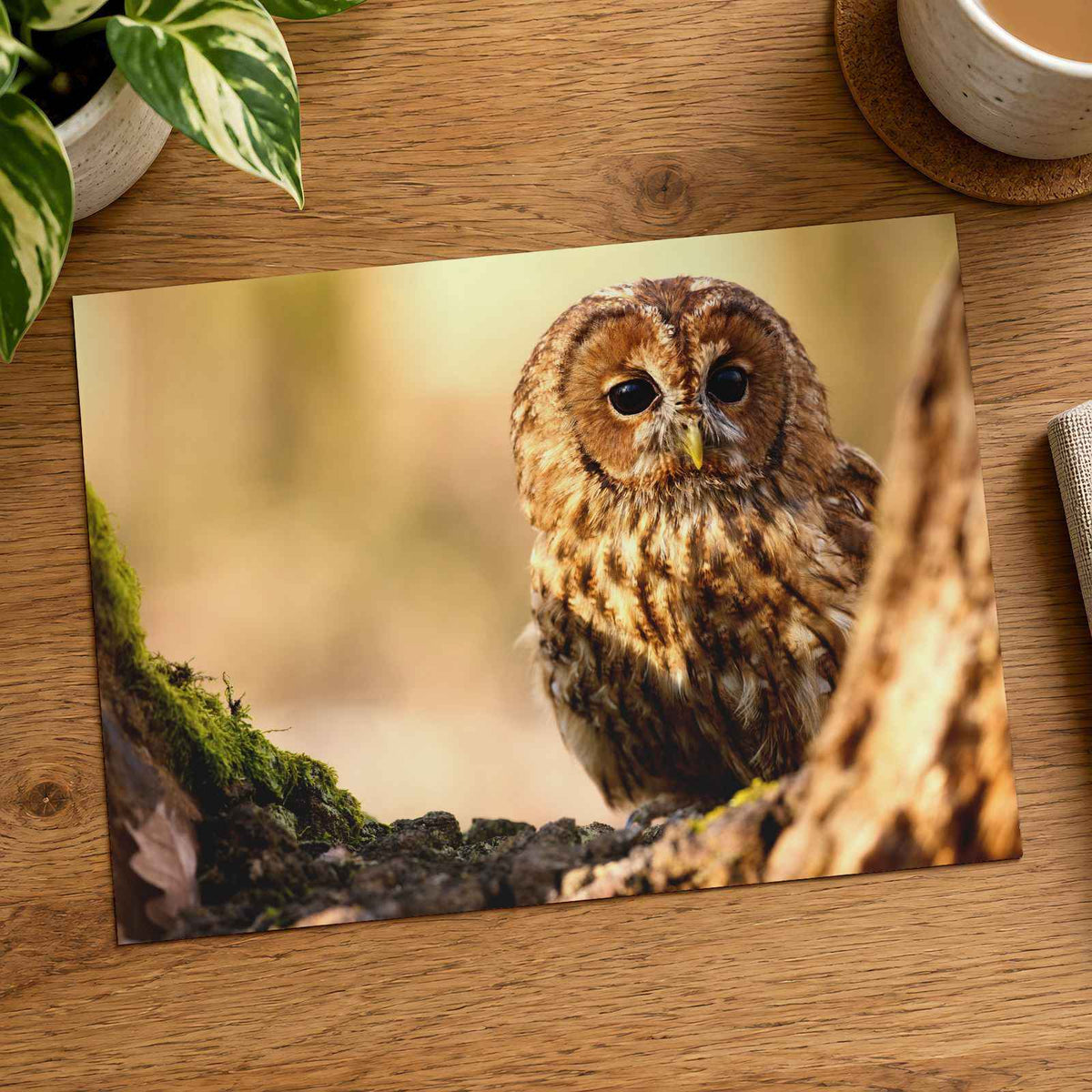 Tawny Owl Sitting on Branch Photo Wall Print (7 Sizes) - Frameable