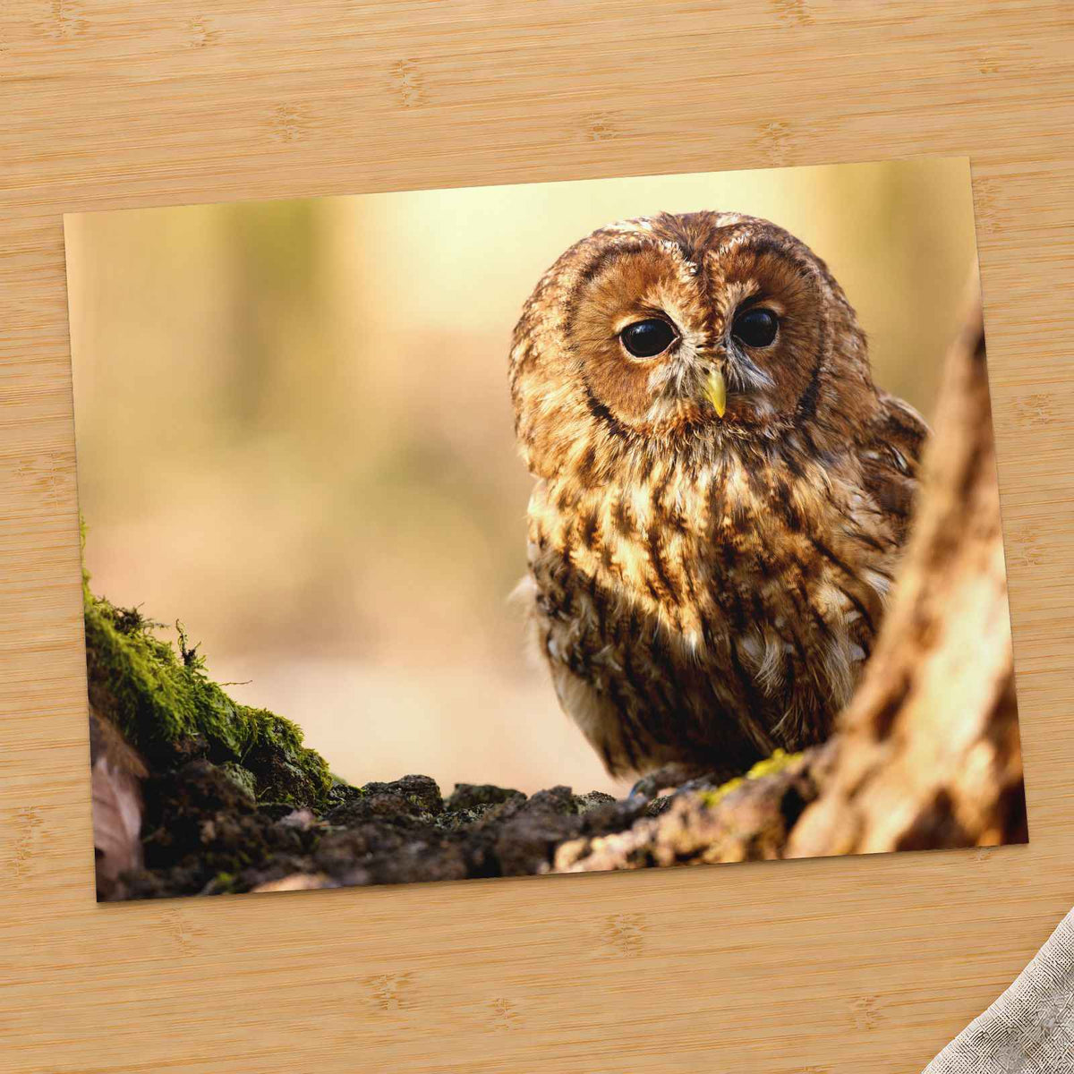 Tawny Owl Sitting on Branch Photo Wall Print (7 Sizes) - Frameable