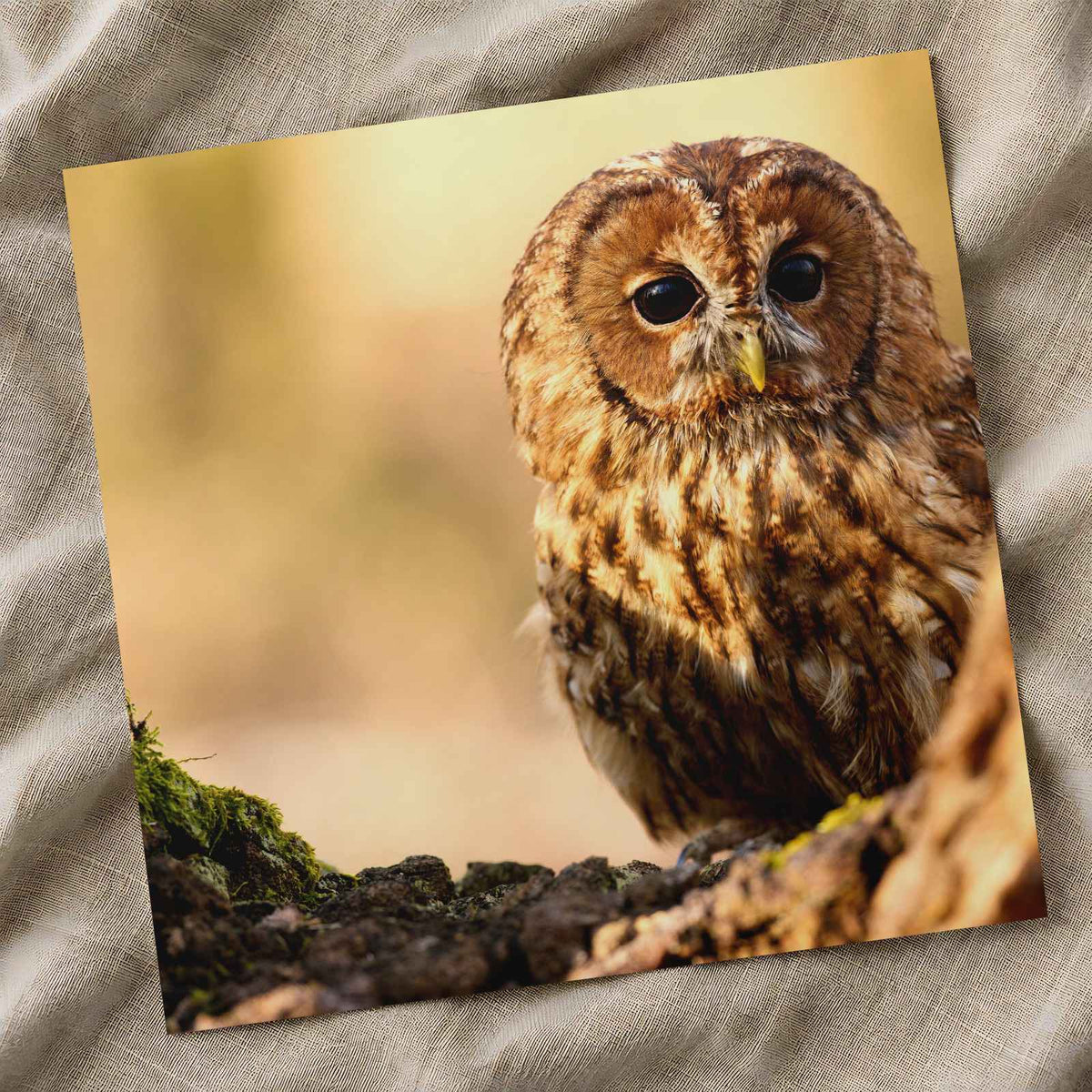 Tawny Owl Sitting on Branch Photo Wall Print (7 Sizes) - Frameable