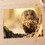 Tawny Owl Sitting on Branch by Zdeněk Macháček Photo Print Wall Decor