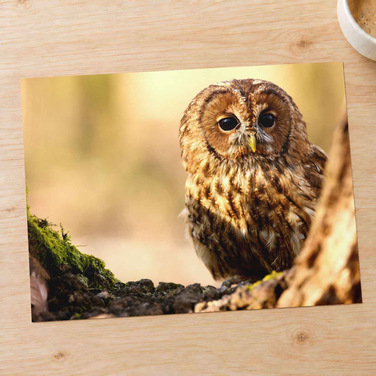 Tawny Owl Sitting on Branch by Zdeněk Macháček Photo Print Wall Decor