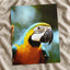 Close-Up of Blue and Yellow Macaw Parrot Photo Print (7 Sizes) - Premium Quality
