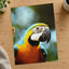 Close-Up of Blue and Yellow Macaw Parrot Photo Print (7 Sizes) - Premium Quality