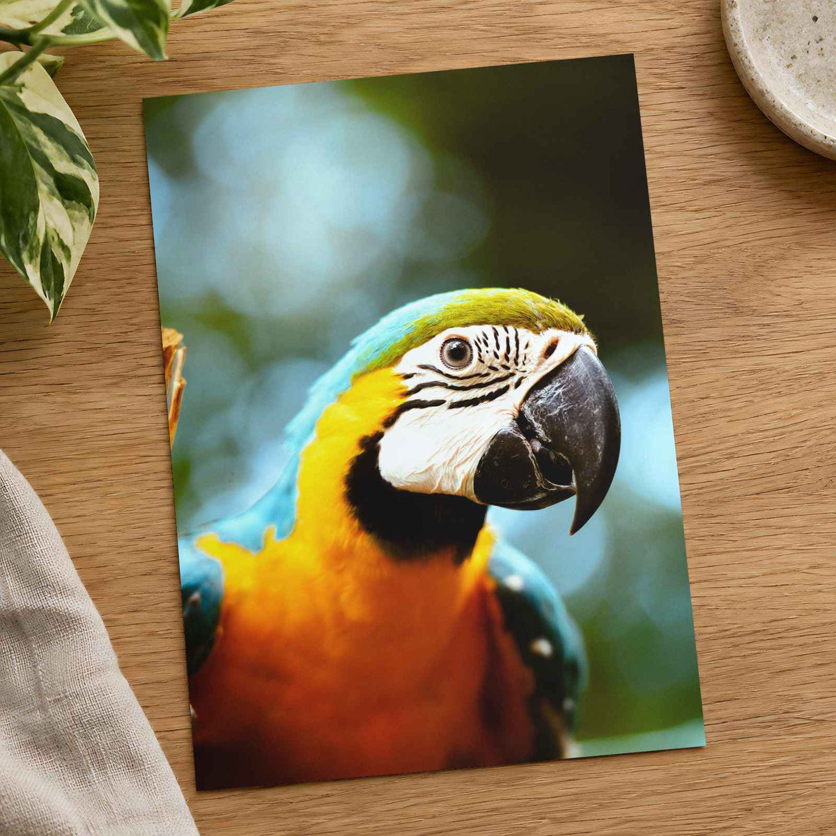 Close-Up of Blue and Yellow Macaw Parrot Photo Print (7 Sizes) - Premium Quality